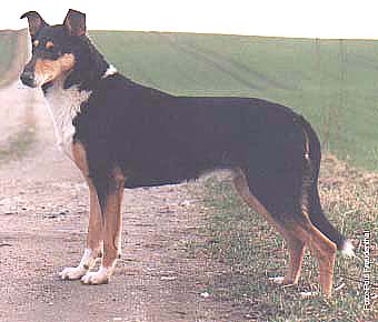 Faldo